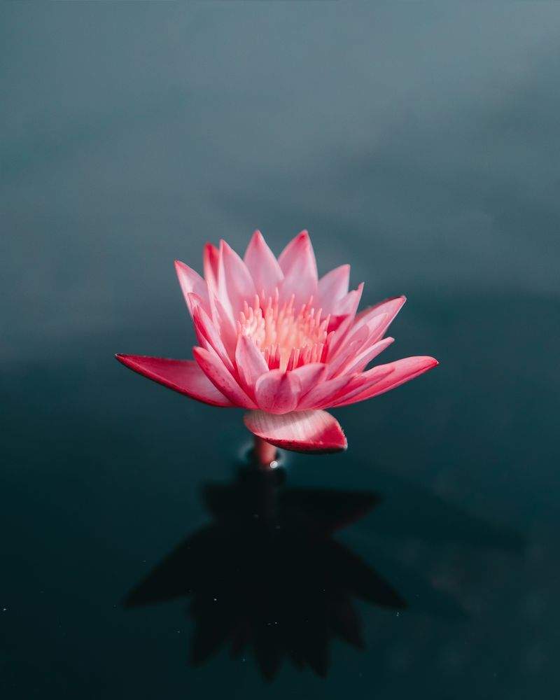 Harmoni Yoga - Image 15